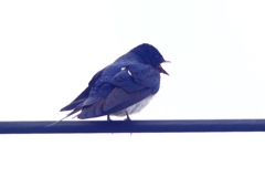 P1900084：ツバメ12_R