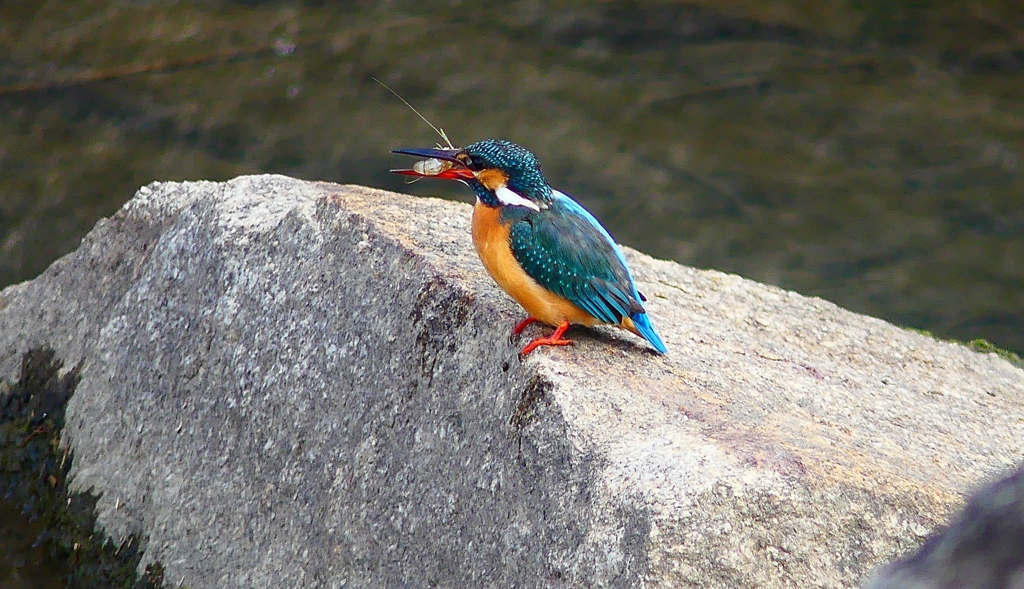 P4770159：カワセミ（メス）_R