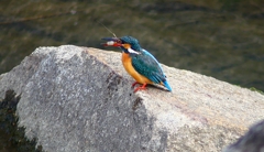 P4770159：カワセミ（メス）_R