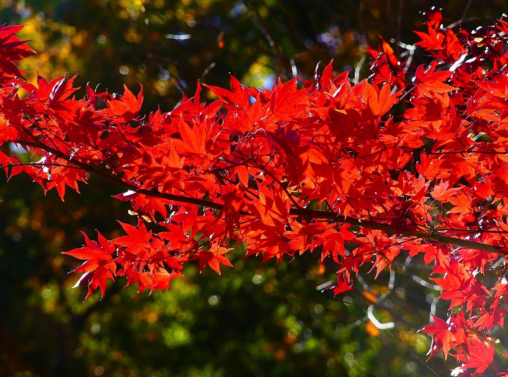 P4530848：紅葉_R