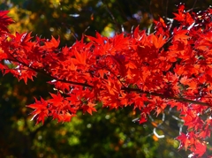 P4530848：紅葉_R