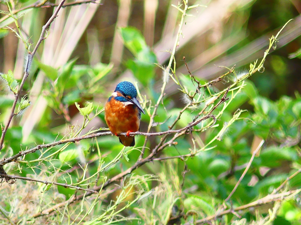 P4320113：カワセミ（オス）_R
