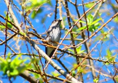 P1280374：エゾビタキ_R