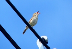P4990695：オオヨシキリ_R