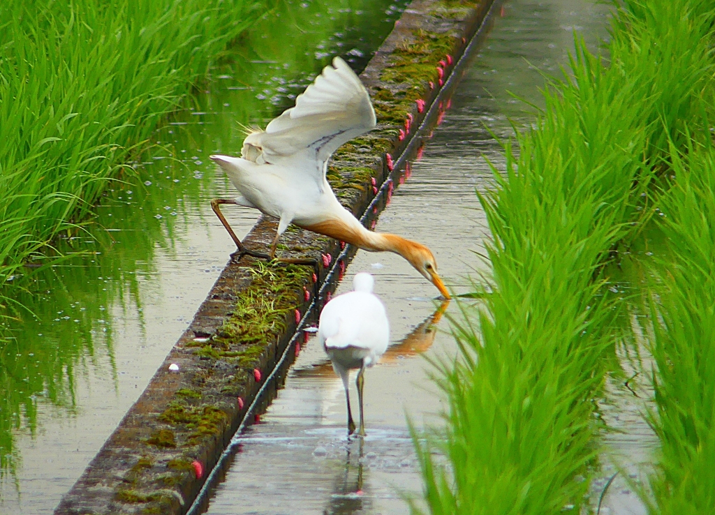 P1060274：アマサギ_R