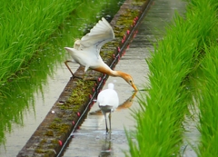 P1060274：アマサギ_R