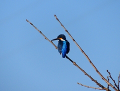 P3790771：カワセミ（オス）_R