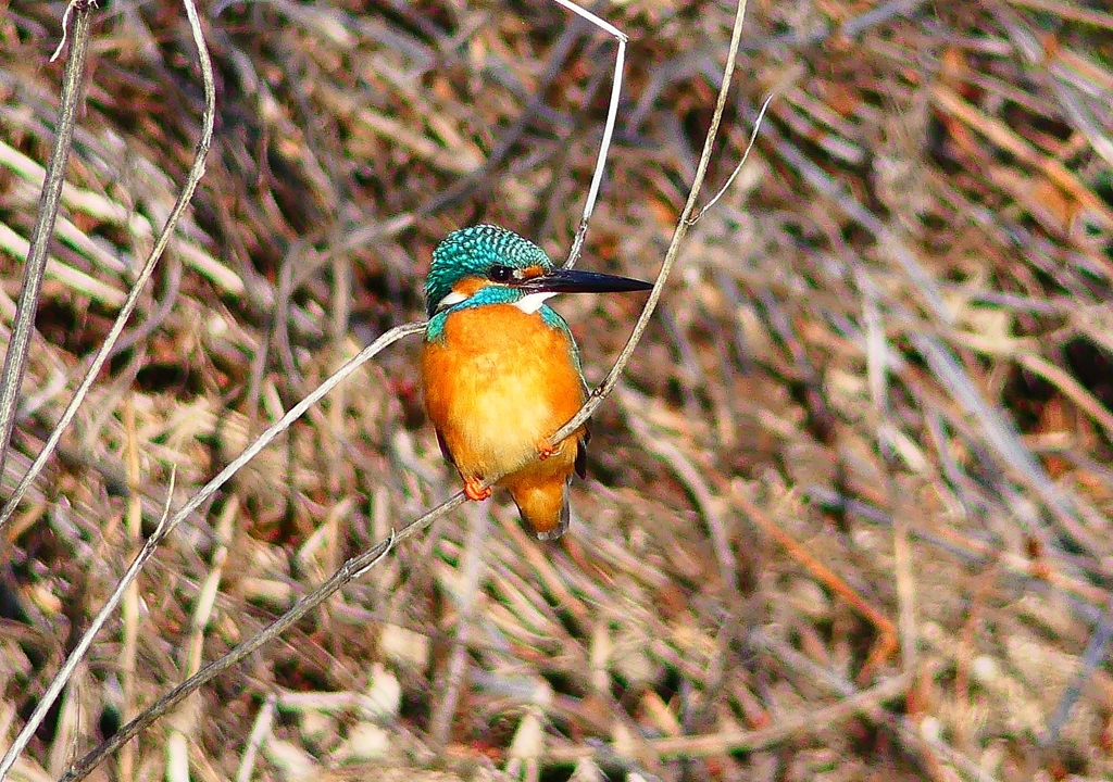P4800384：カワセミ（オス）_R