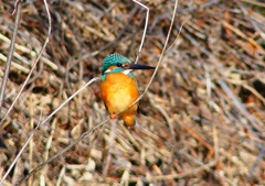 P4800384：カワセミ（オス）_R