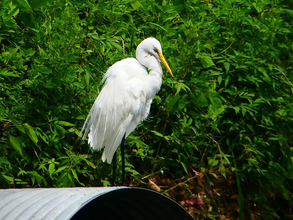 P1080428：ダイサギ_R