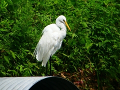 P1080428：ダイサギ_R