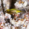 P4840486：桜にメジロ_R