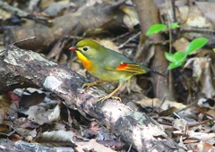P1390098：ソウシチョウ_R