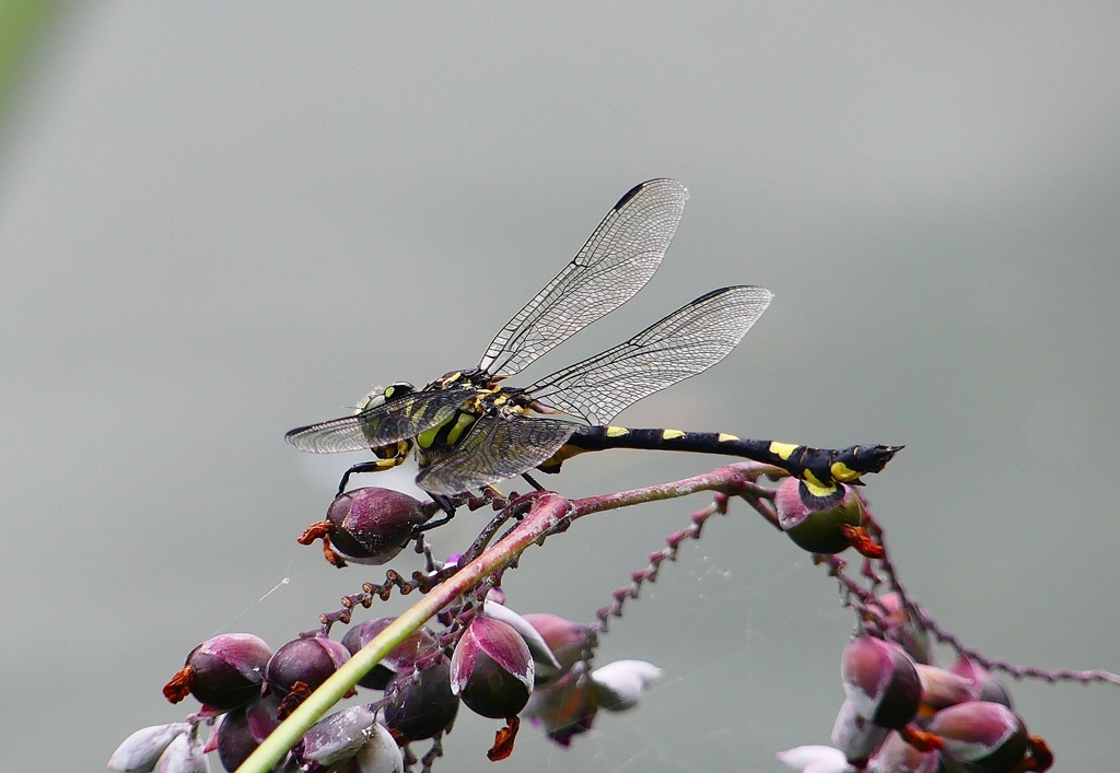 P1040041：ウチワヤンマ_R