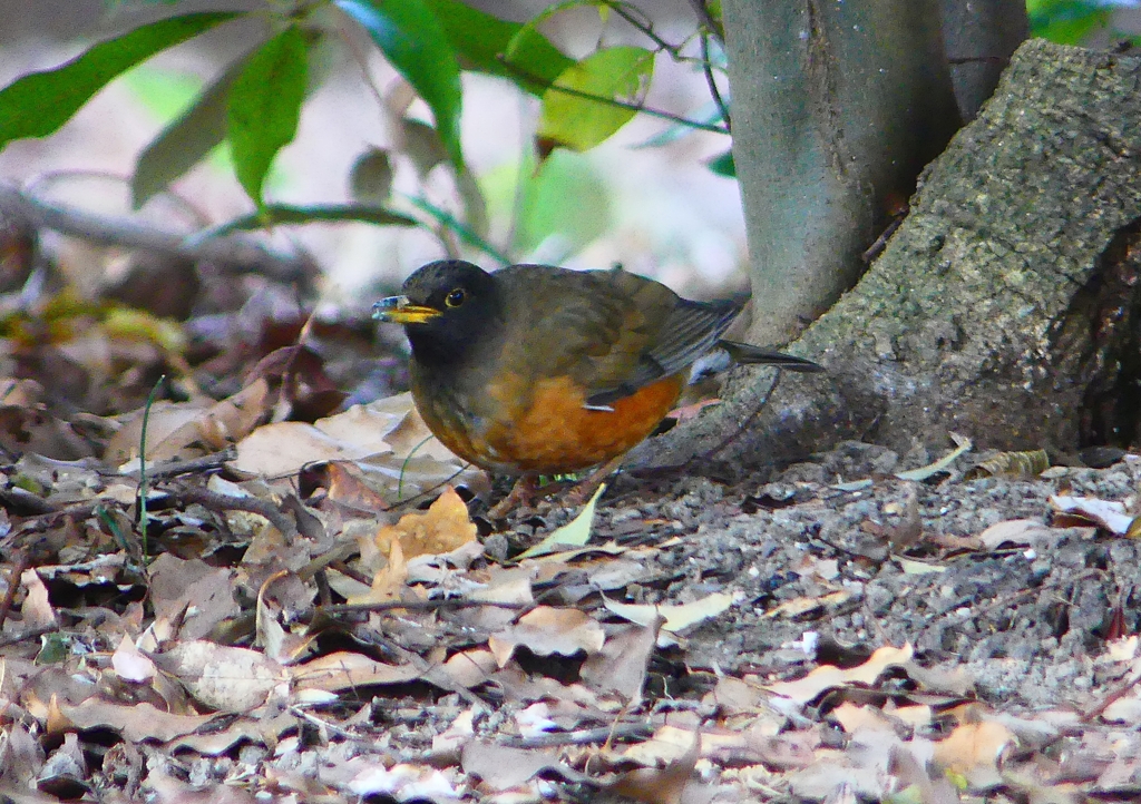 P1770845：オオアカハラ_R