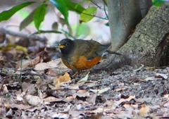 P1770845：オオアカハラ_R