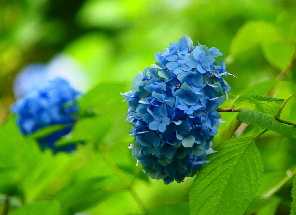 P1020587：アジサイ_R