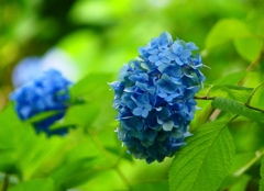 P1020587：アジサイ_R