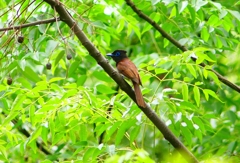 P4140843：サンコウチョウ（オス若鳥）_R