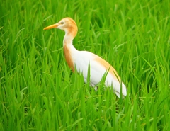 P1060029：アマサギ_R