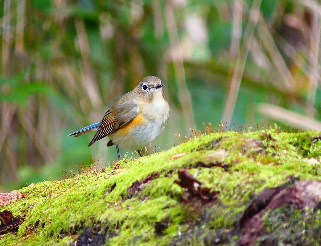 P3760767：ルリビタキ（メスタイプ）_R