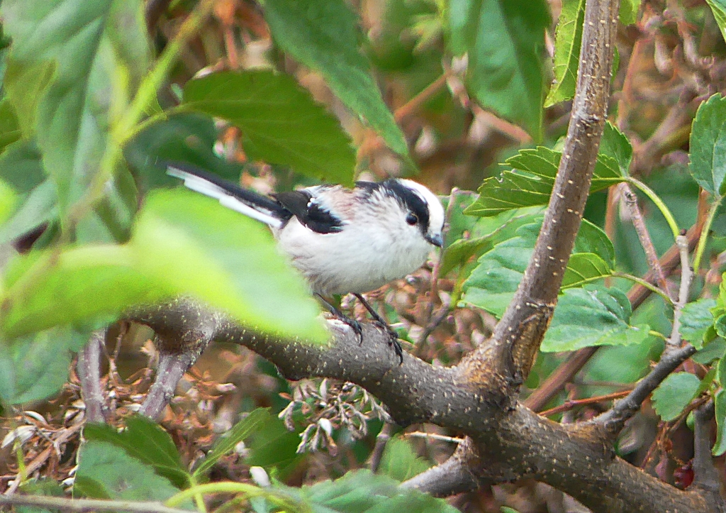 P1260485：エナガ_R