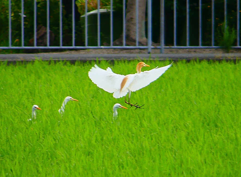 P1050860：アマサギ_R