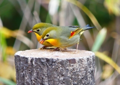 P1600298：ソウシチョウ_R