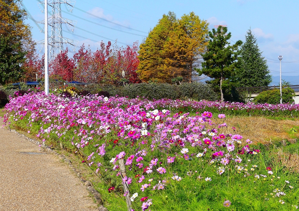 P1390479：コスモス_R