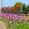 P1390479：コスモス_R