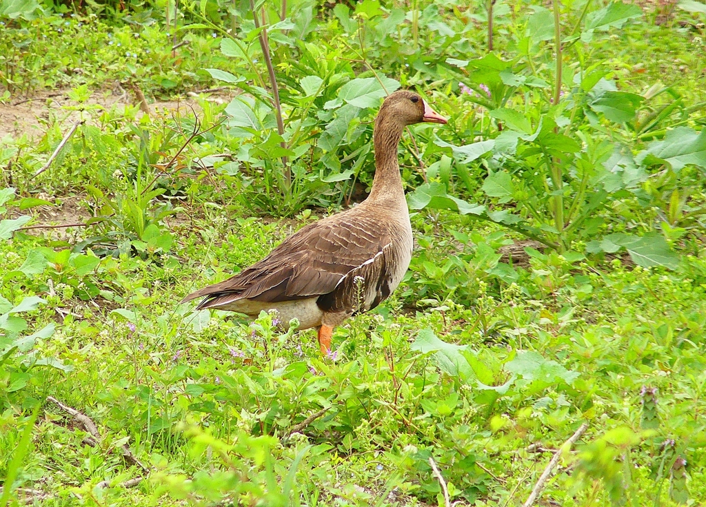 P4910137：マガン_R