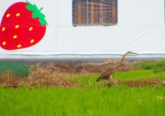 P1400409：ムラサキサギ_R