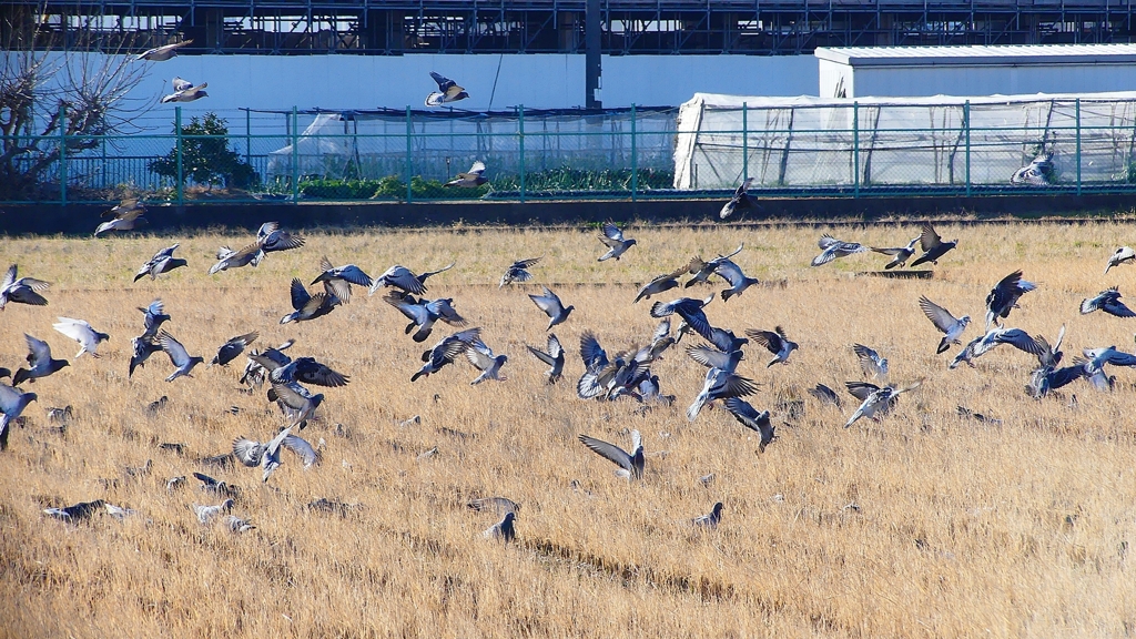 P1630438：飛ぶカワラバト_R