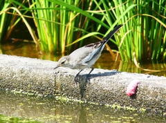 P4280285：ハクセキレイ（若鳥）_R