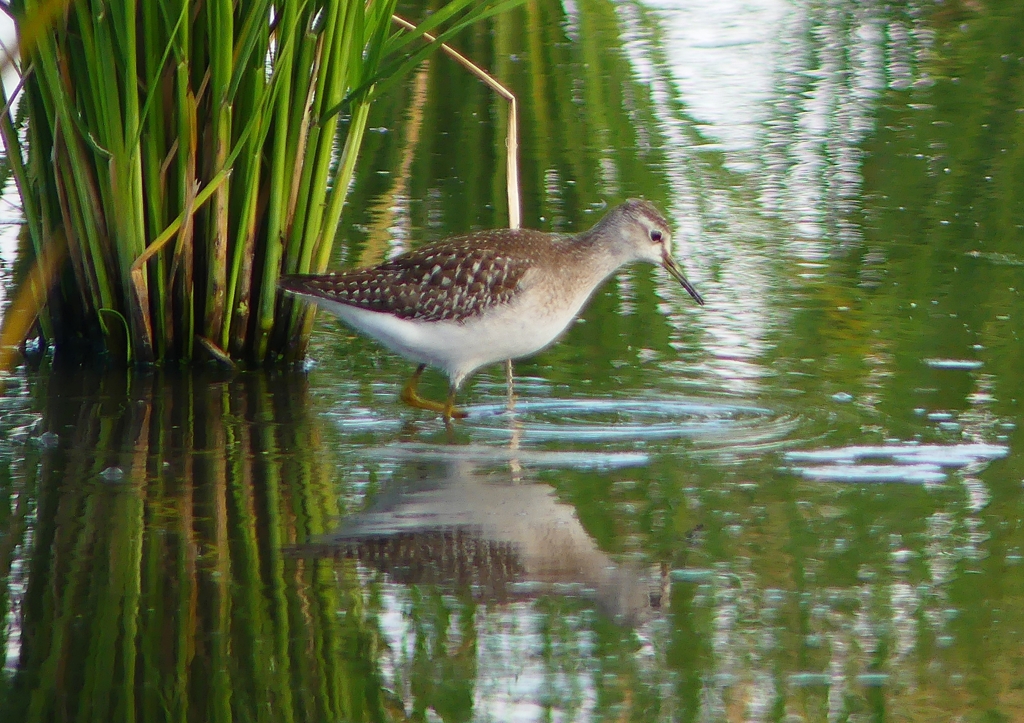 P1250231：タカブシギ_R
