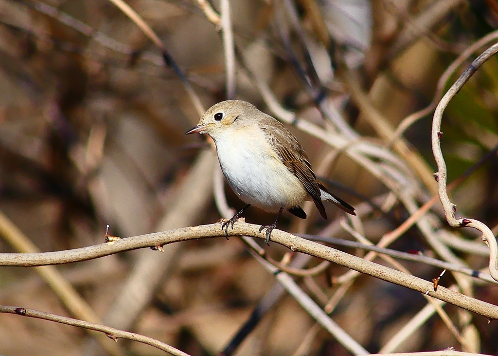 P4620508：ニシオジロビタキ_R