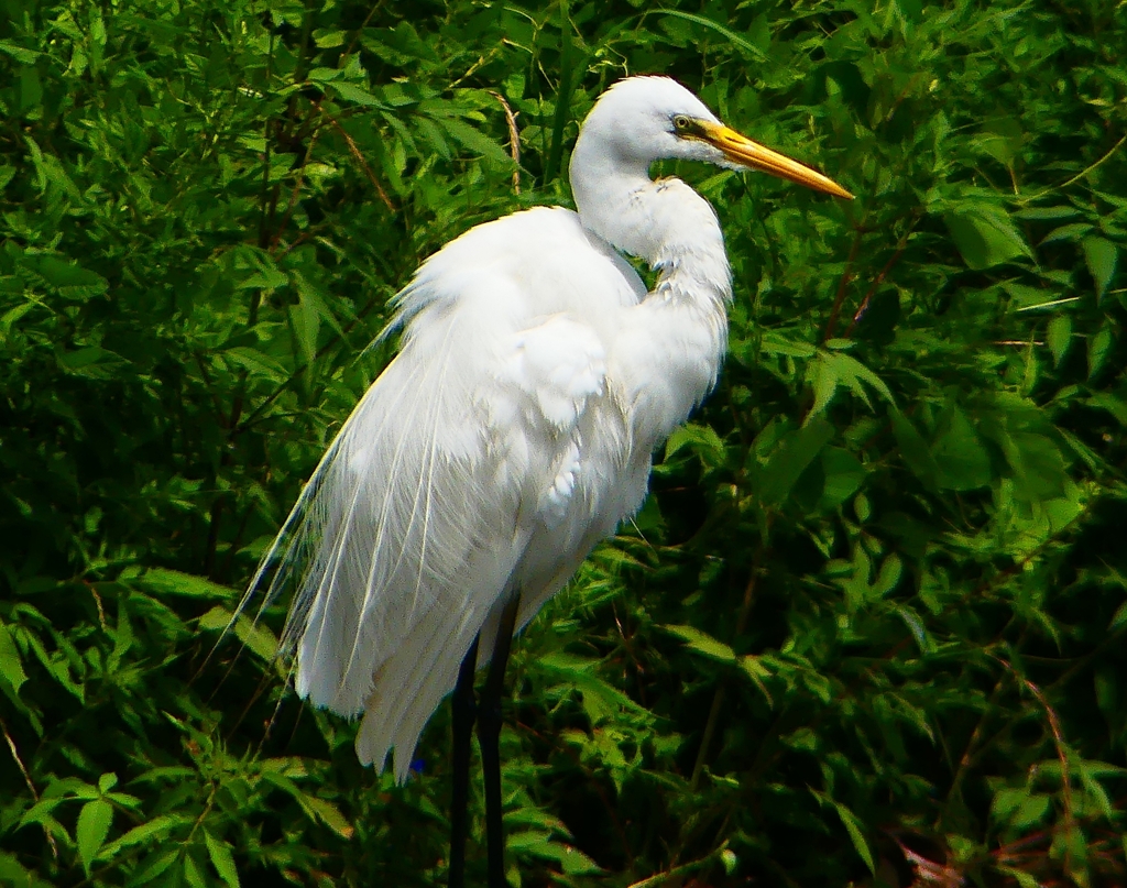 P1080422：ダイサギ_R