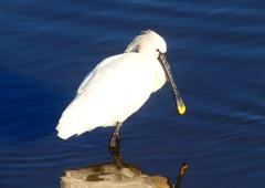 P1690025：ヘラサギ_R
