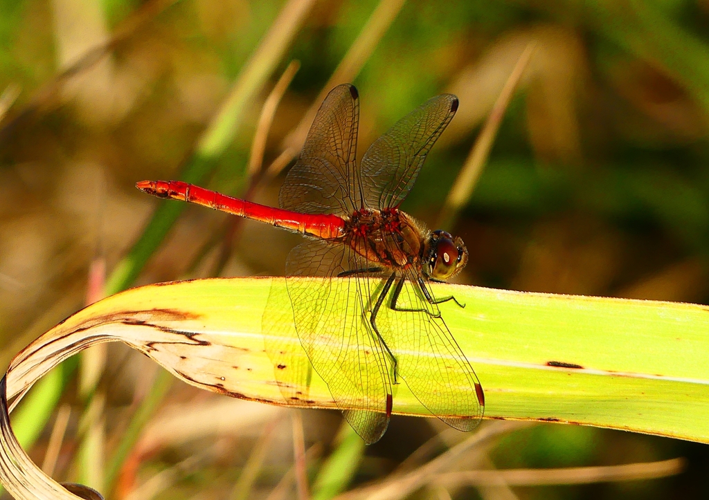 P1360291：アキアカネ_R