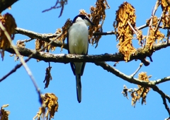 P1960080：サンショウクイ_R
