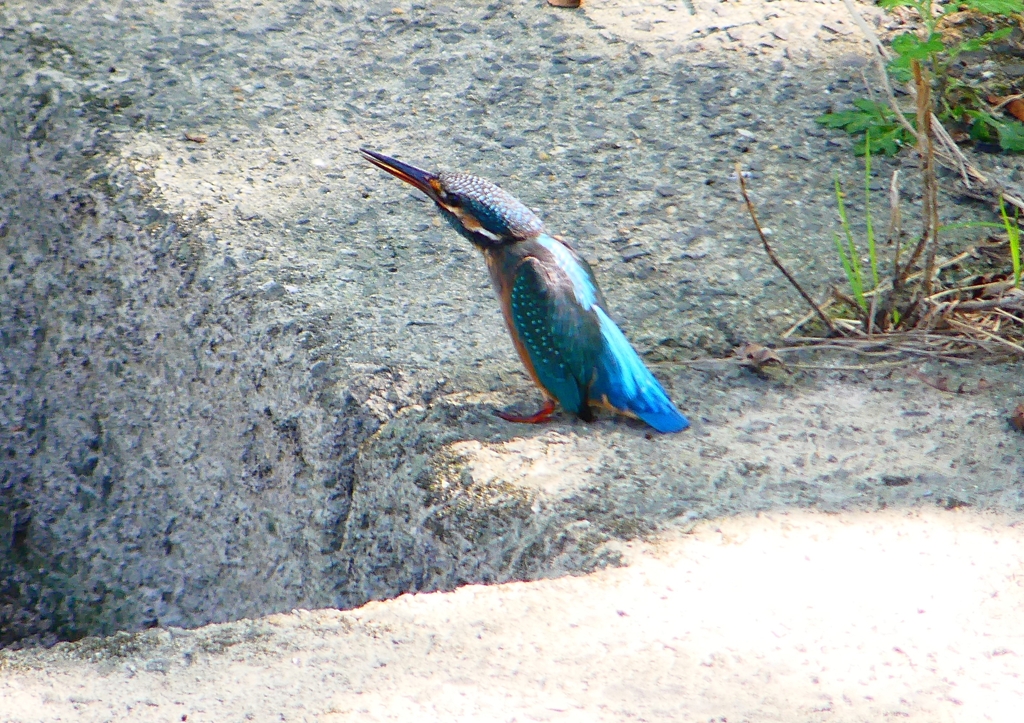 P1280585：カワセミ（メス）_R