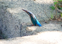 P1280585：カワセミ（メス）_R