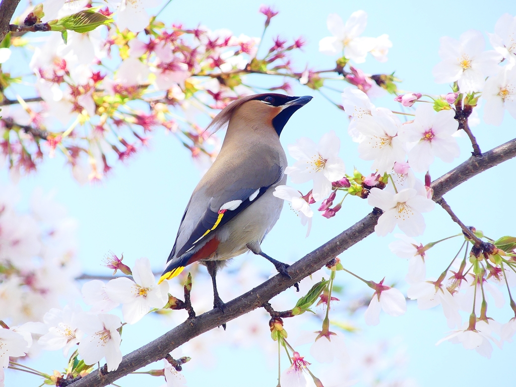 P3990846：桜にキレンジャク_R