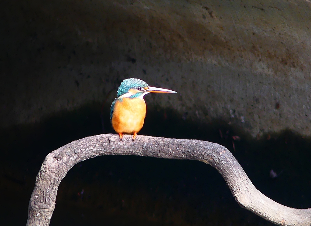 P4700449：カワセミ（メス）_R