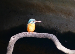 P4700449：カワセミ（メス）_R