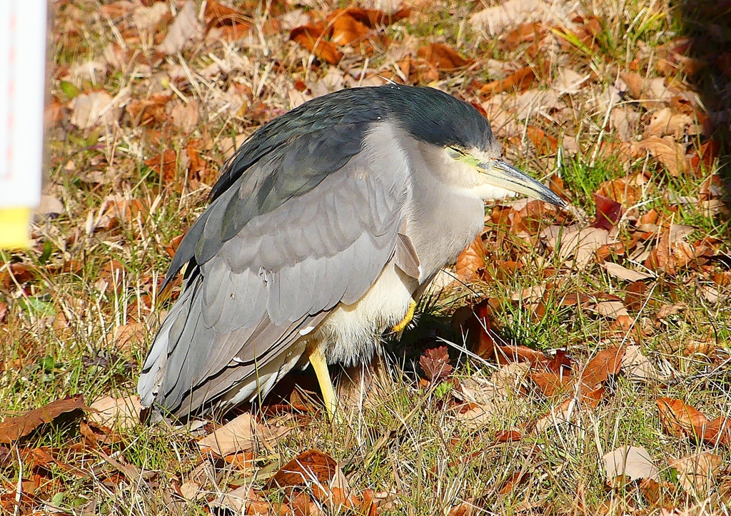 P1620322：ゴイサギ_R