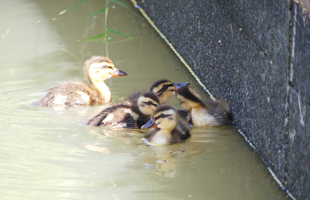 P1030173：カルガモのヒナ_R