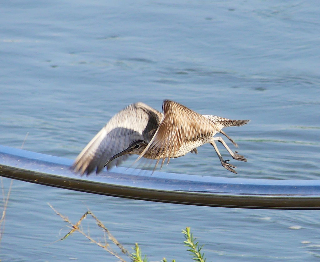 P4100024：飛ぶチュウシャクシギ_R