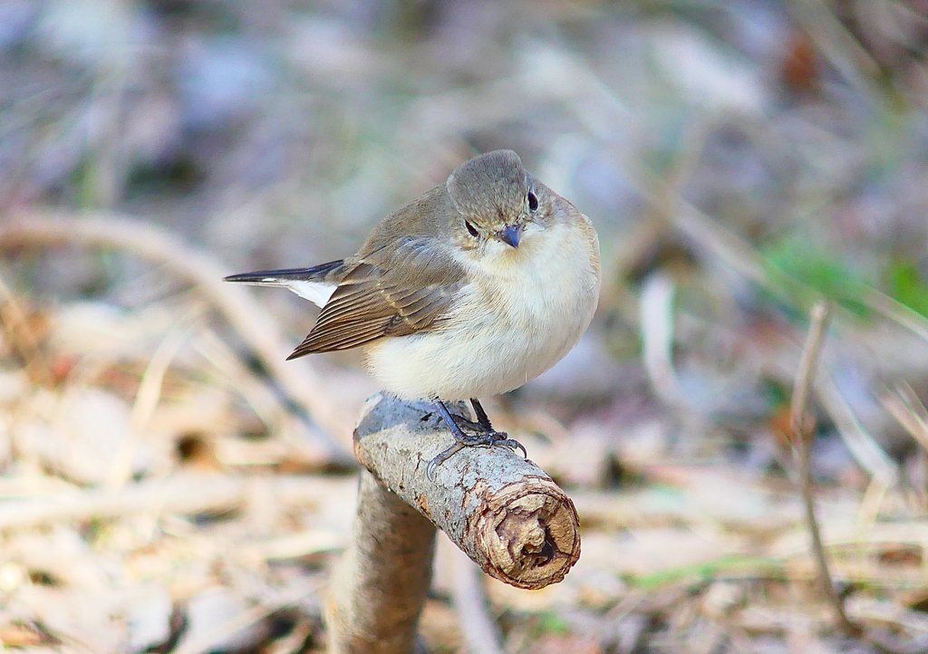 P4620522：ニシオジロビタキ_R