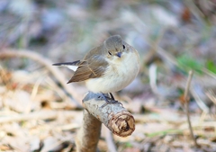 P4620522：ニシオジロビタキ_R